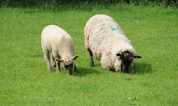 Two sheep on grass, one showing signs of lameness